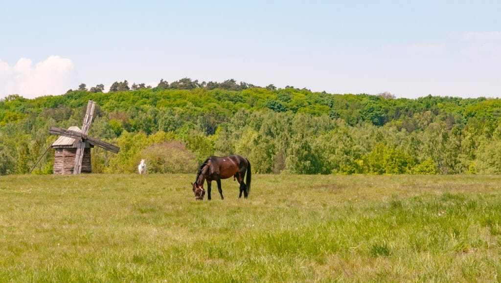 31576554 a brown stallion and an antique wooden windmill