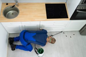 How to Stop a Pest Infestation: Practical Tips for Tenants